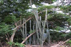 Cereus peruvianus